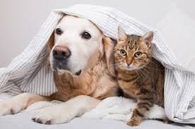 Cat and Dog's Image