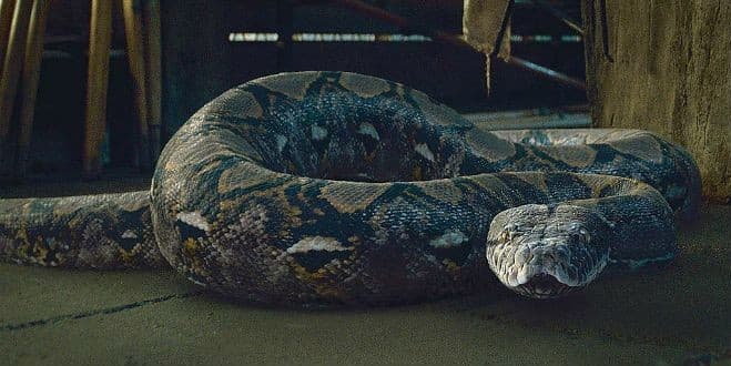 Nagini's Image