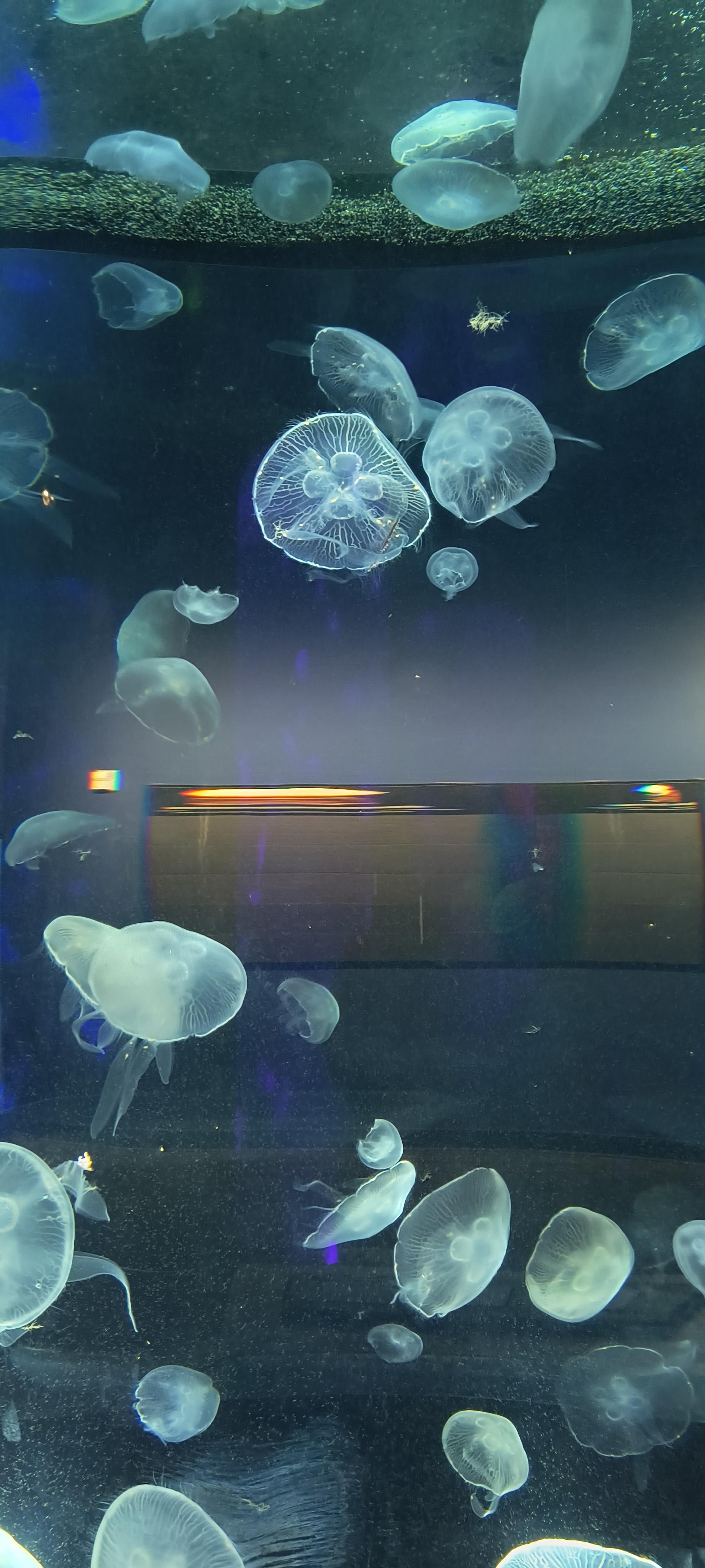 Janitor Ai and Charsnap Collection