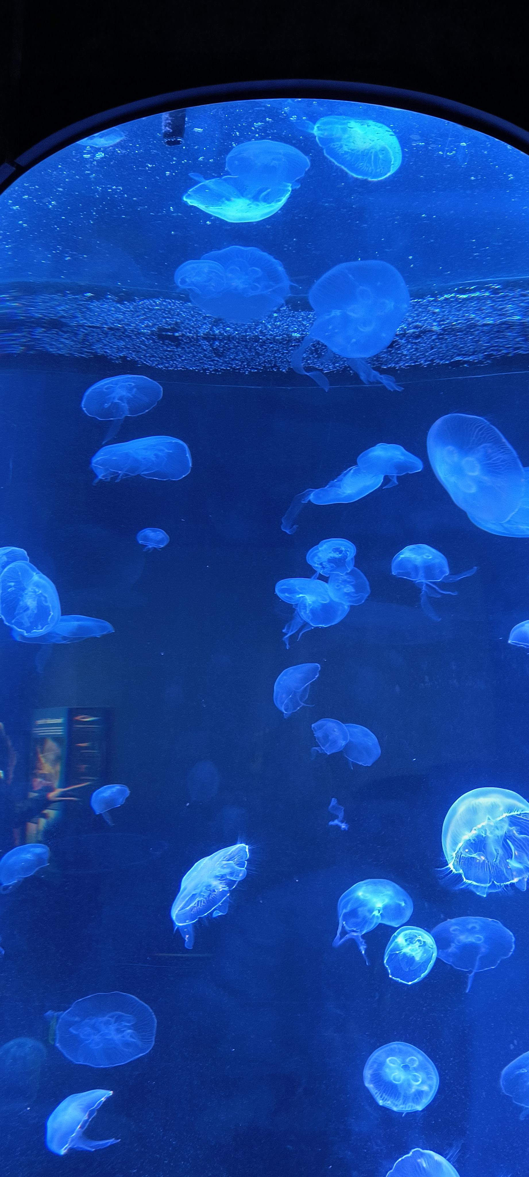 The Original Xoul Bots