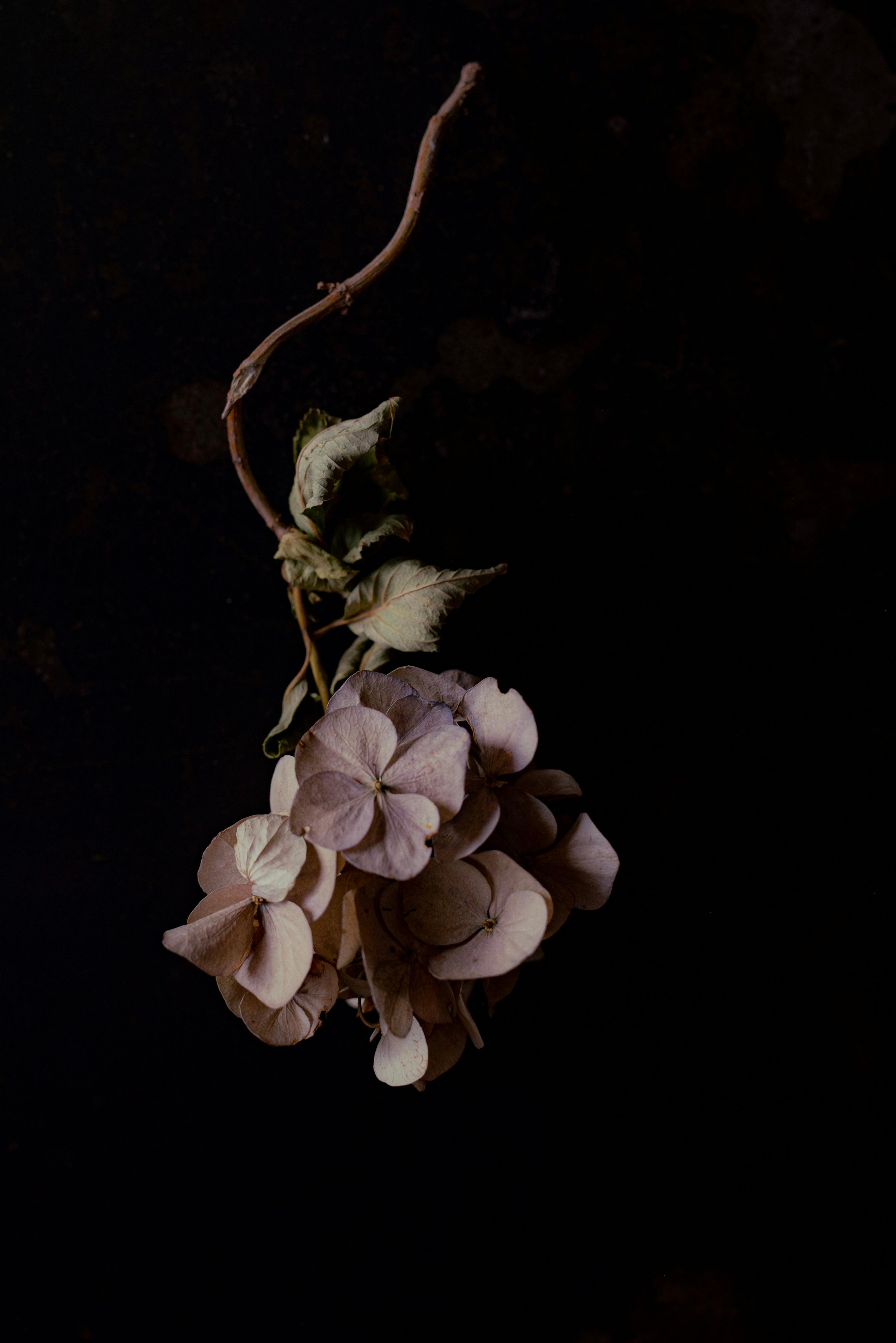 FWB (one-sided)'s Image