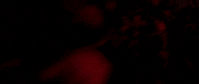 4. NSFL / Dead Dove